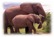slon-afrikanskij-i-indijskij-slon-osnovnie-razlichiya-i-shodstva_1.jpg